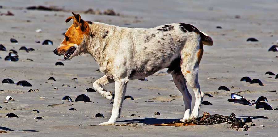 Dog limping HomeWhat causes joint pain by PetWell